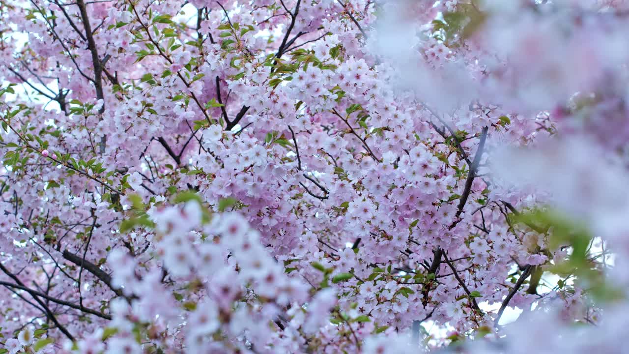 Morbidi petali di sakura fluttuano nella brezza di Kyoto, evocando una serena tranquillità primaverile, 4k