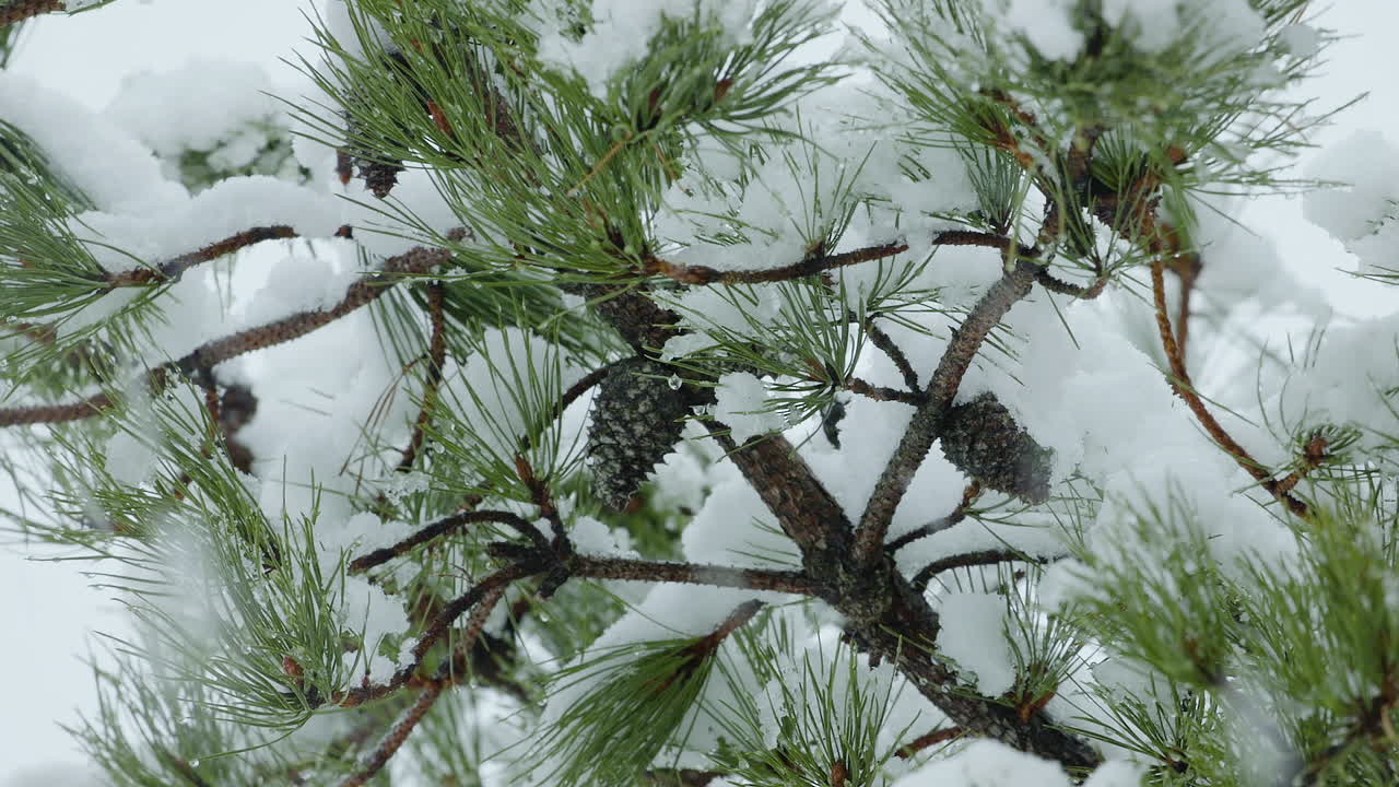 Snow covered pine tree branches during winter snowfall in Maine. Clip F.