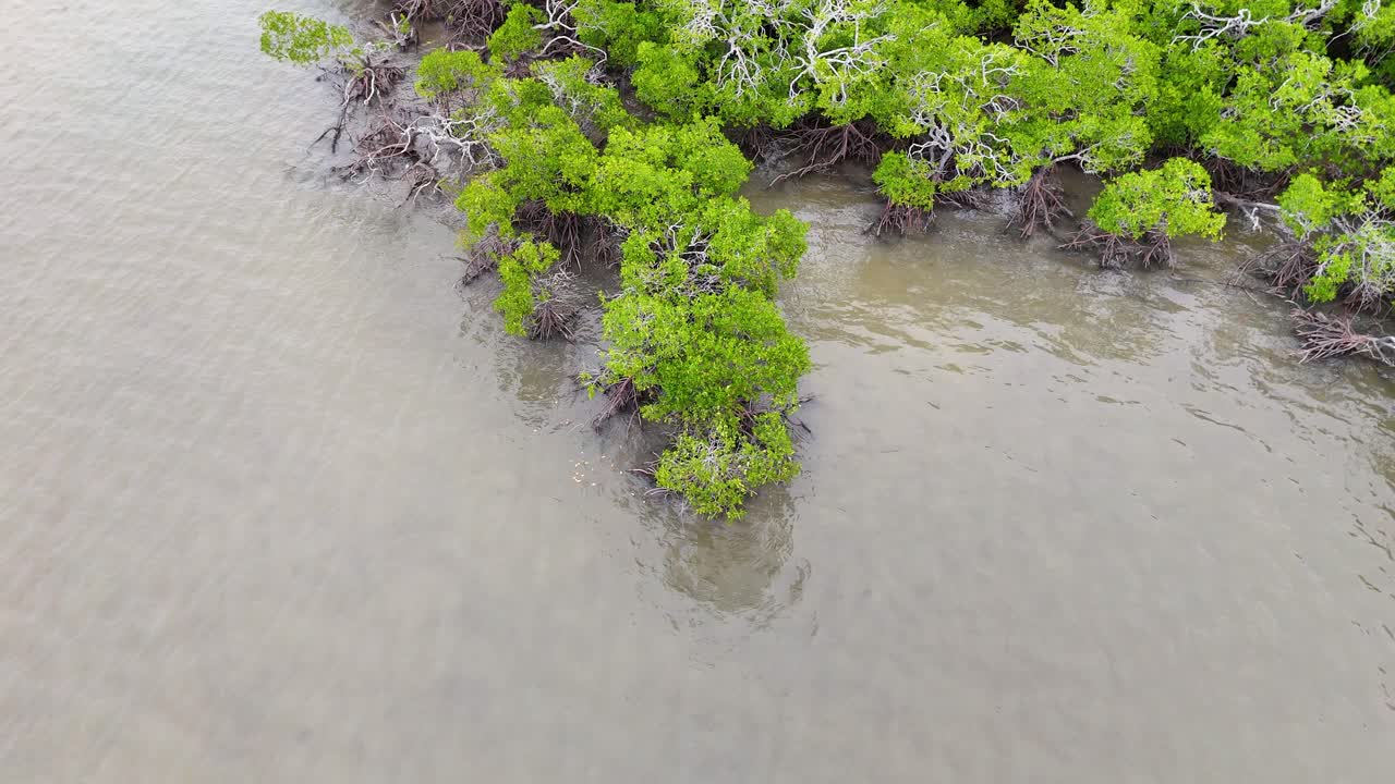 Drone footage captures lush mangroves and tidal waters in Port Douglas, showcasing vibrant greenery and serene coastal environment