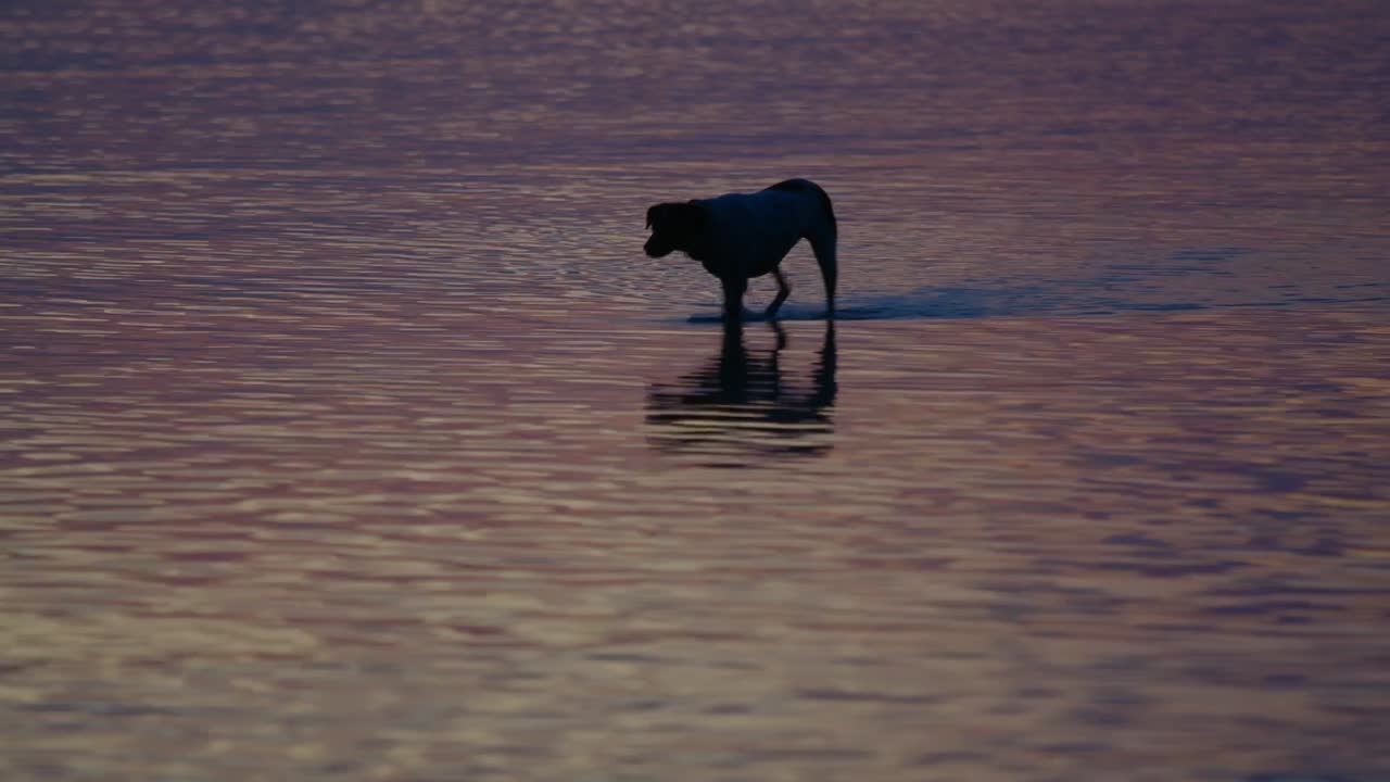 Dog Walking on Water at Sunset