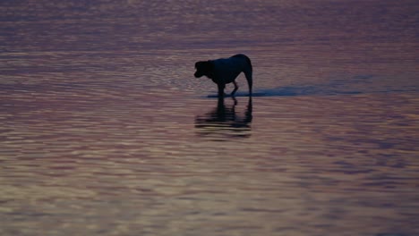 dog walking on water at sunset