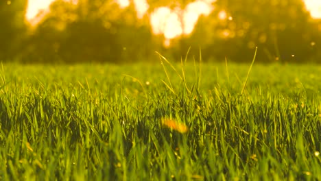 pollen allergen from trees in air above green wheat field, latvian golden hour