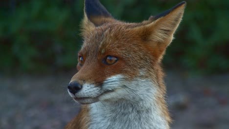 beautiful watchful red fox staring off screen, then licks nose and leans down