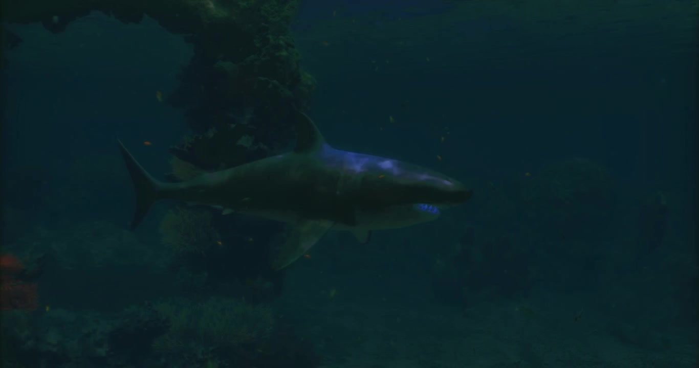 Shark swimming gracefully in underwater environment near coral formations