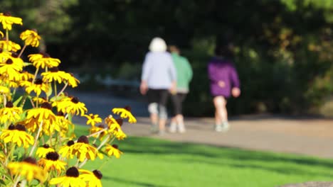 elderly ladies walk in a park as shot moves left to right past sunflowers