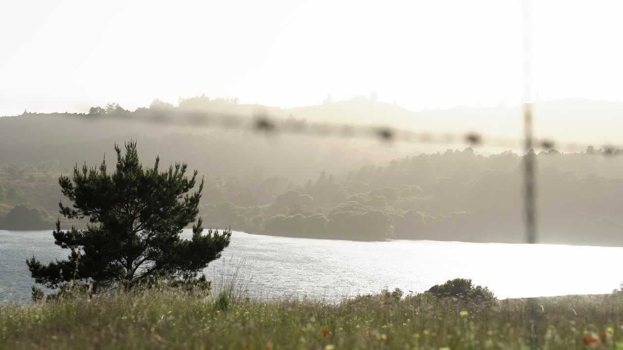 campo de hierba, el bosque y un lago