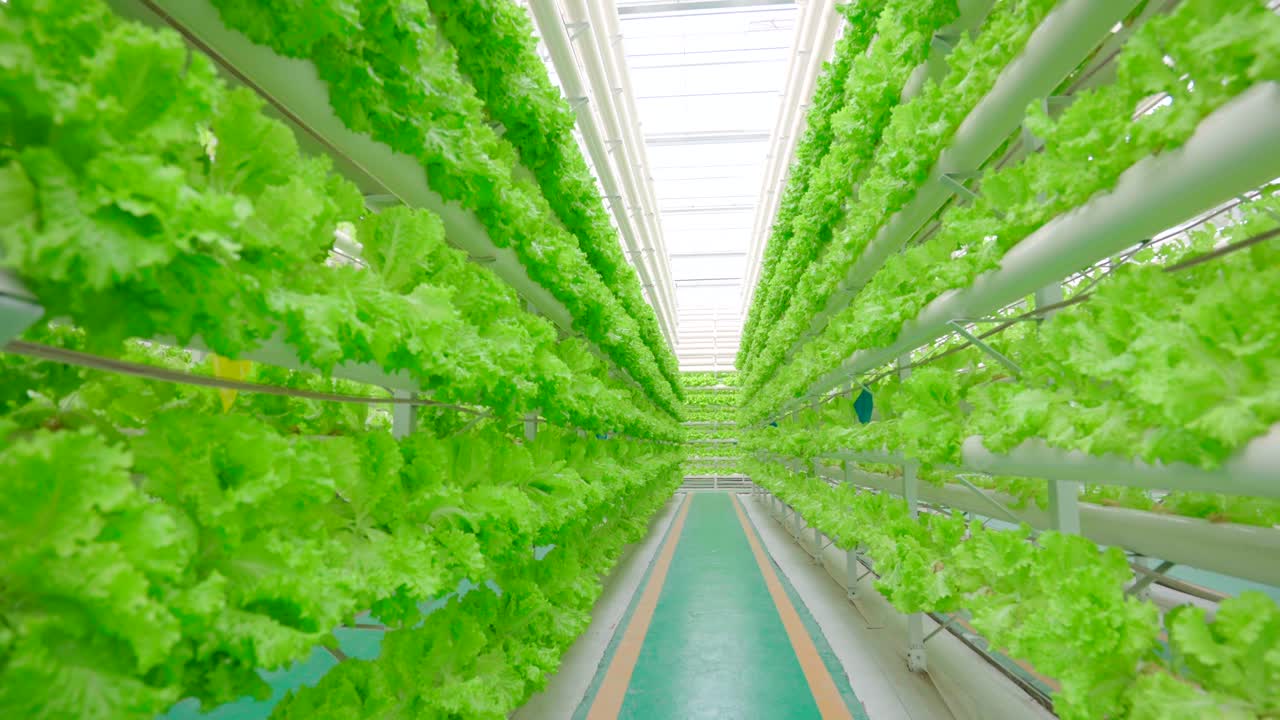 Soilless cultivation，Lettuce planting，Science and technology agriculture，Greenhouse