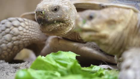 2 tortoise eating green leafy vegetables sharing over a meal close-up in 50fps