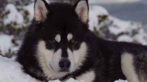 dog winter - alaskan malamute resting in snow - close up