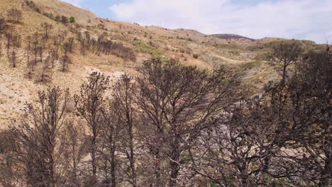 Verbrannter-Wald-Nach-Waldbrand