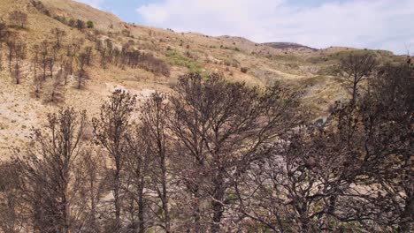 bosque quemado después del incendio forestal