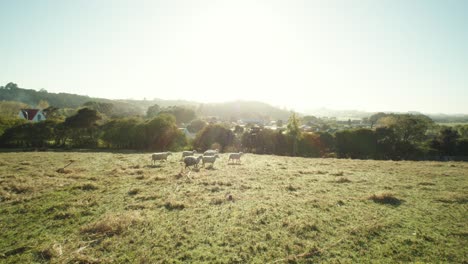 slow-motion pan of a herd of sheep walking over a green pasture in new zealand