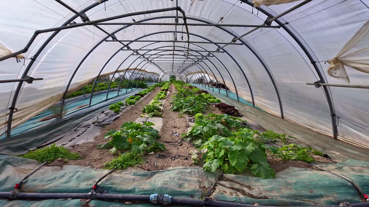 Interior of greenhouse with rows of fresh vegetables growing, organic farming, and agriculture