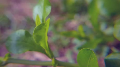 primer plano de la planta con fondo borroso