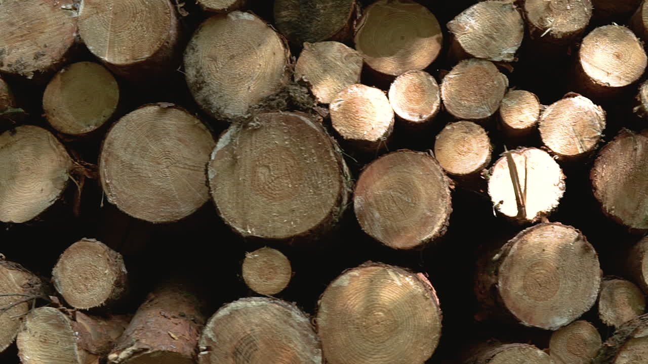 Pan shot showing Wall Of Stacked Wood Logs At Forest for the industry