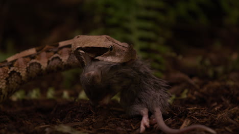 Gaboon-viper-snake-moments-after-catching-prey---holding-on---side-profile-rack-focus