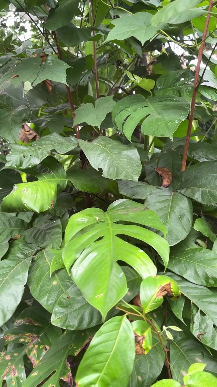 Foglie di Monstera di un verde vibrante e fogliame tropicale