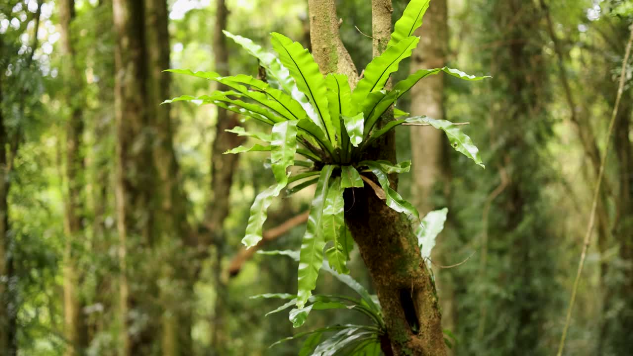 A bird's nest fern grows on a tree trunk in a vibrant, sunlit forest environment