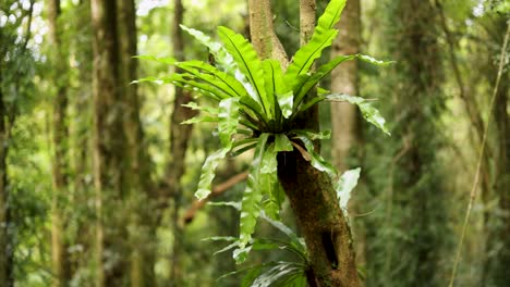 a bird's nest fern grows on a tree trunk in a vibrant, sunlit forest environment