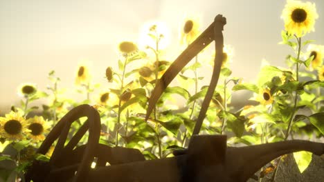 old vintage style scythe and sunflower field