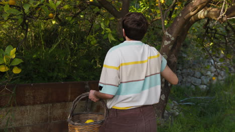 young man in the countryside picks grapefruits from the tree