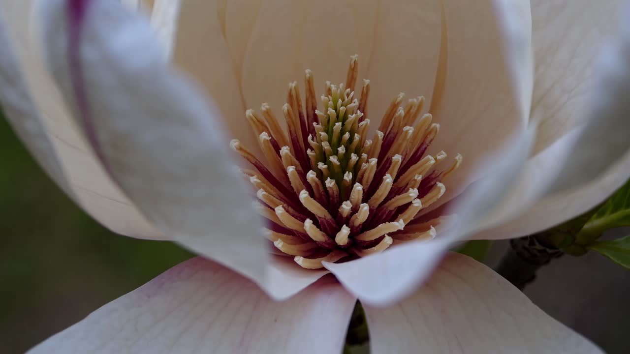 Close-up video of a blooming white flower with soft petals, captured from a macro angle