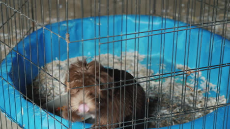 a small dog is sitting in a cage transportation and quarantine of animals