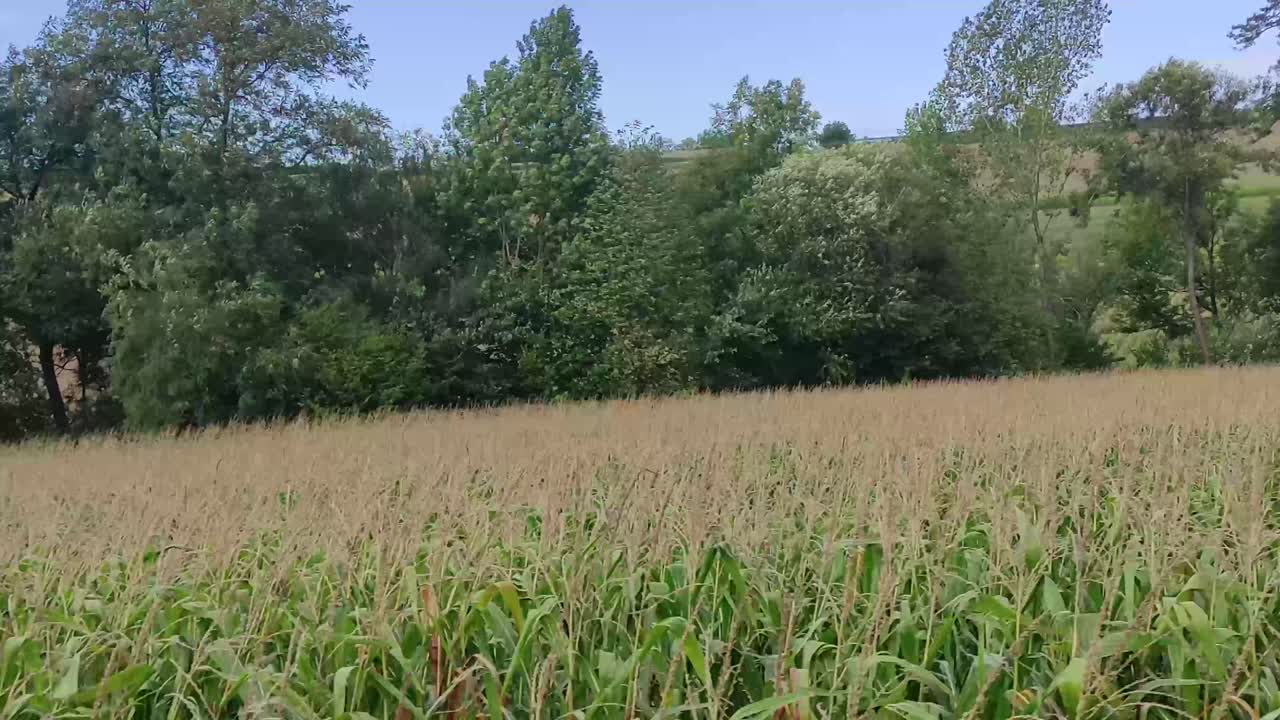 Cornfields, trees, and meadows pass by the camera, panning shot