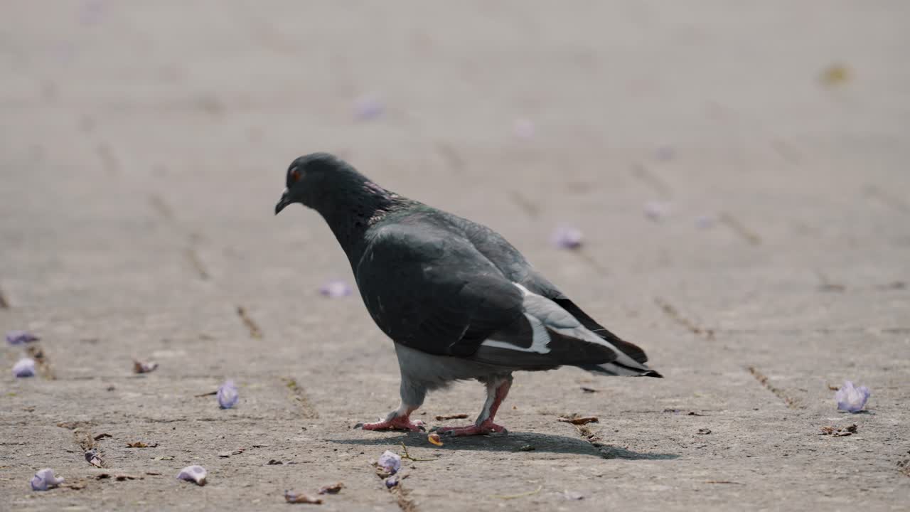 paloma bravía picoteando comida en el parque en verano
