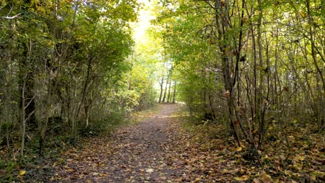 Aerial-drone-vibrant-beauty-of-autumn-in-a-European-mixed-forest:-sun-rays-peeking-through-branches,-golden-leaves-fluttering-on-trees,-serene-woodland-ambience,-view-of-the-changing-season