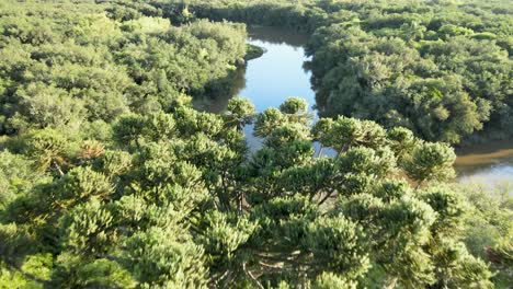 Vista-Aérea-De-Un-Pino-Brasileño-Que-Muestra-El-Bosque-Ribereño-Del-Río-Tibagi-En-El-Estado-De-Paraná-En-El-Sur-De-Brasil