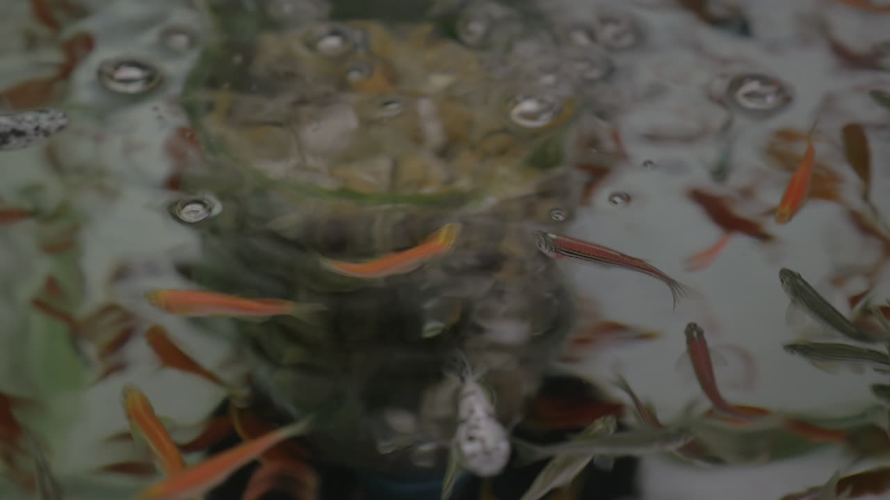 muchos peces pequeños nadando en aguas claras