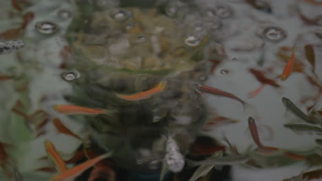 muchos peces pequeños nadando en aguas claras