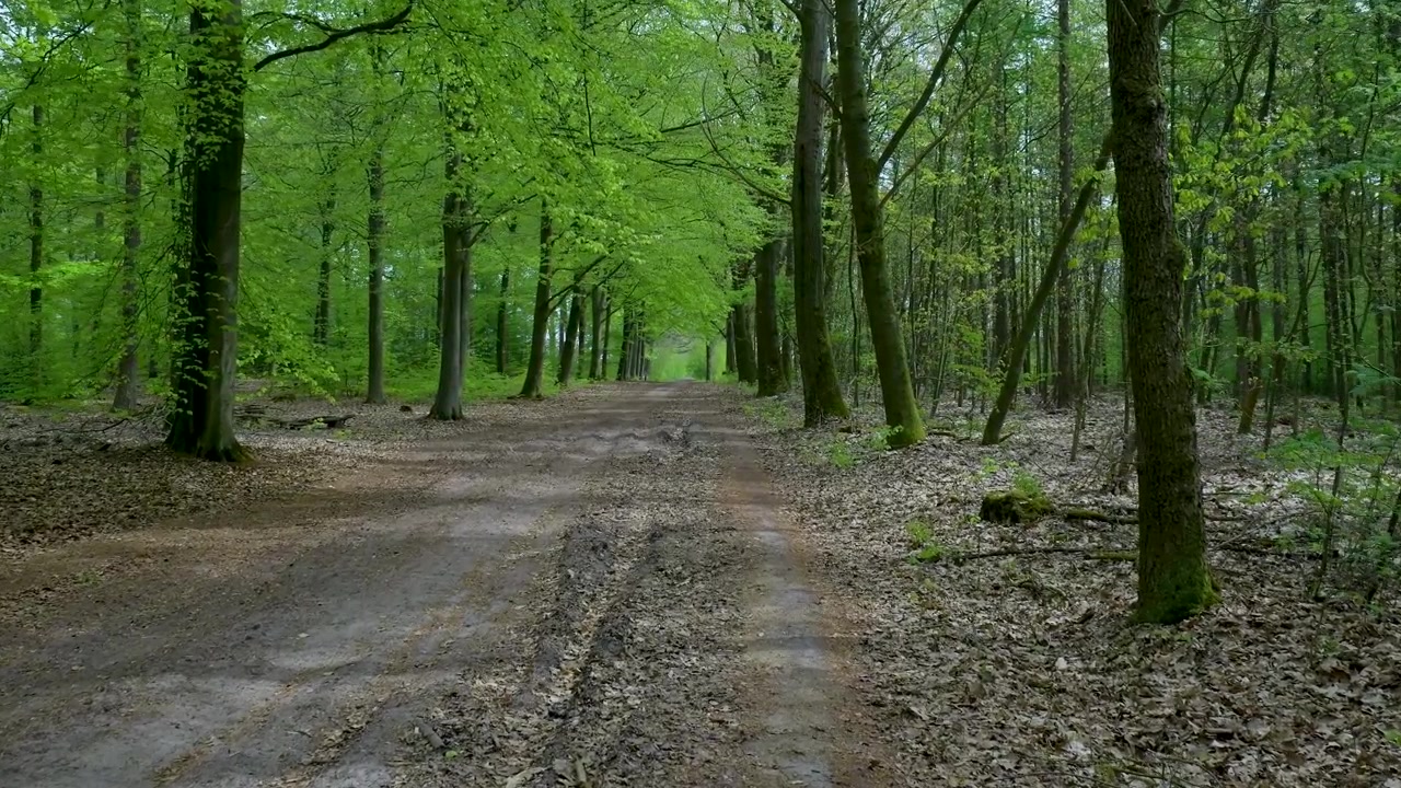 Dirt Path Through a Lush Green Forest in Spring