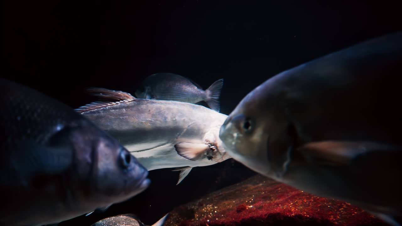 Close up of a European seabass fish swimming near coral reefs