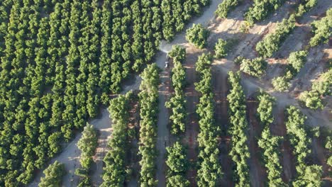 Luftaufnahme-Eines-Blauen-Traktors,-Der-An-Einem-Sonnigen-Tag-Pestizide-Auf-Waru-Waru-Mandarinenplantagen-Auf-Einem-Bauernhoffeld-Versprüht