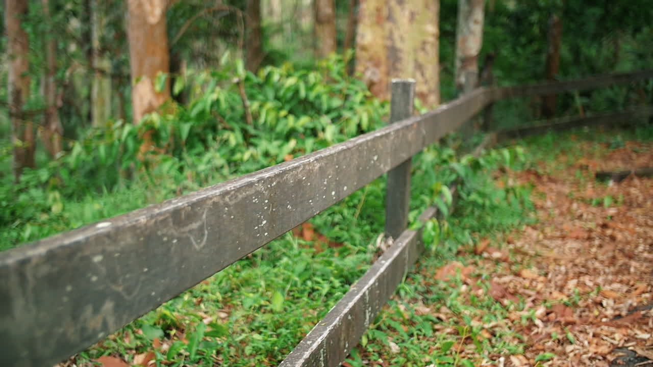 숲 어딘가에 있는 나무 울타리 - 접근