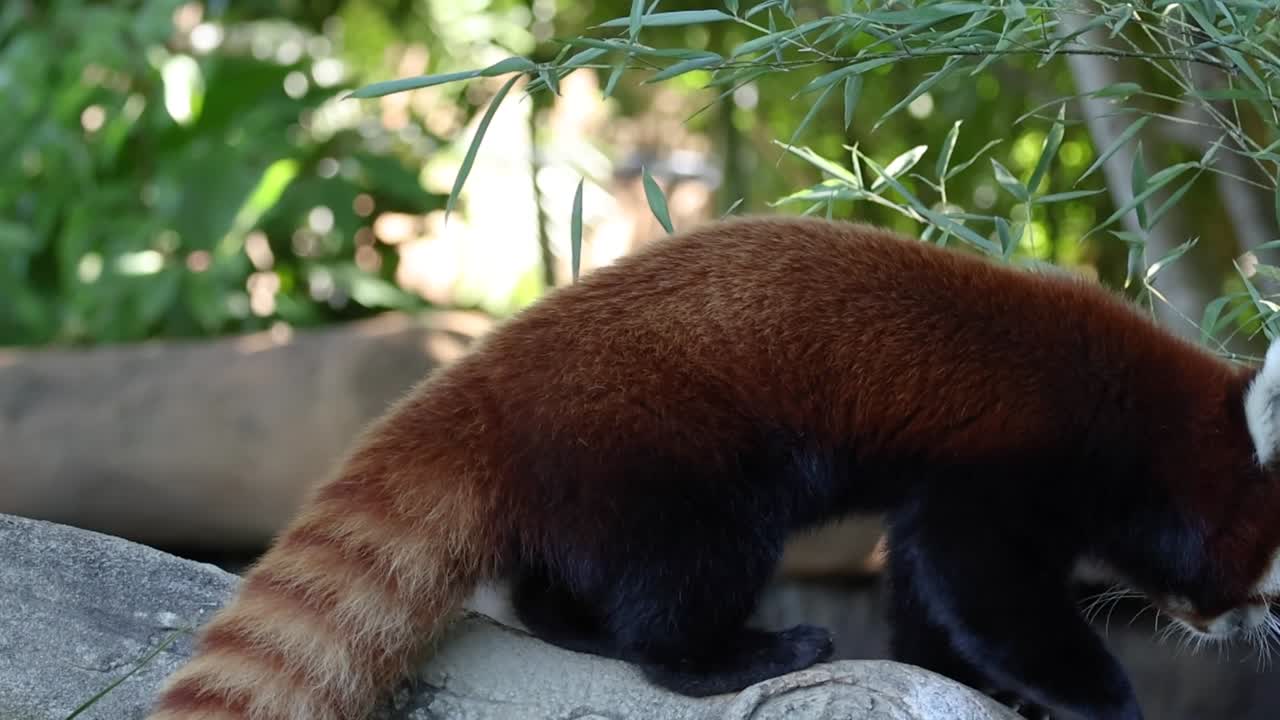 Un panda rosso cammina lungo un ramo spesso e si ferma per grattarsi la testa