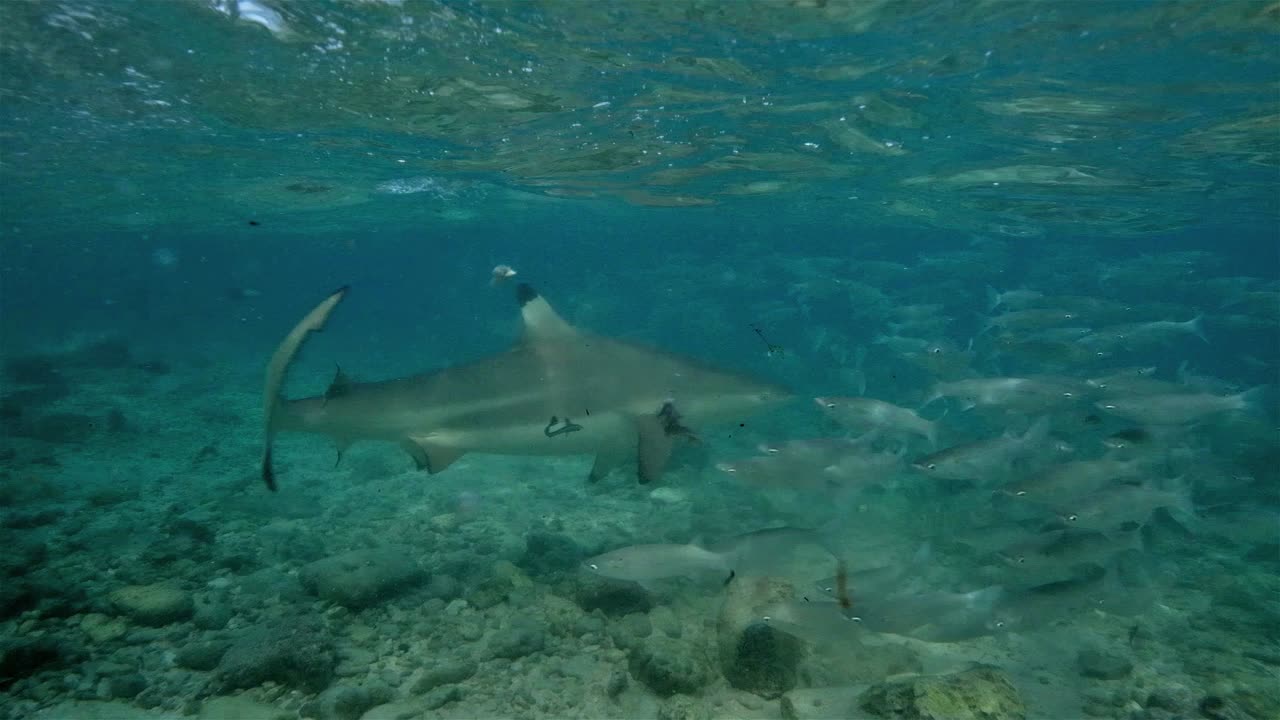 tiburón de arrecife de punta negra en aguas poco profundas nadando con peces y comiendo