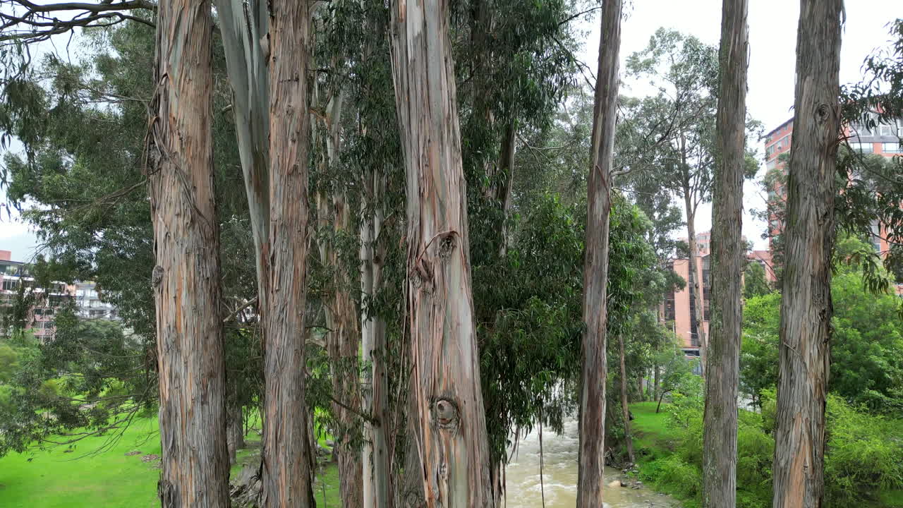 Drone footage ascends through a grove of towering eucalyptus trees in Cuenca, Ecuador. Sunlight filters through the branches, casting dappled shadows on the ground.