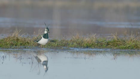 Lapwing-feeding-with-foot-movement-rattling-in-flooded-meadow-in-early-spring