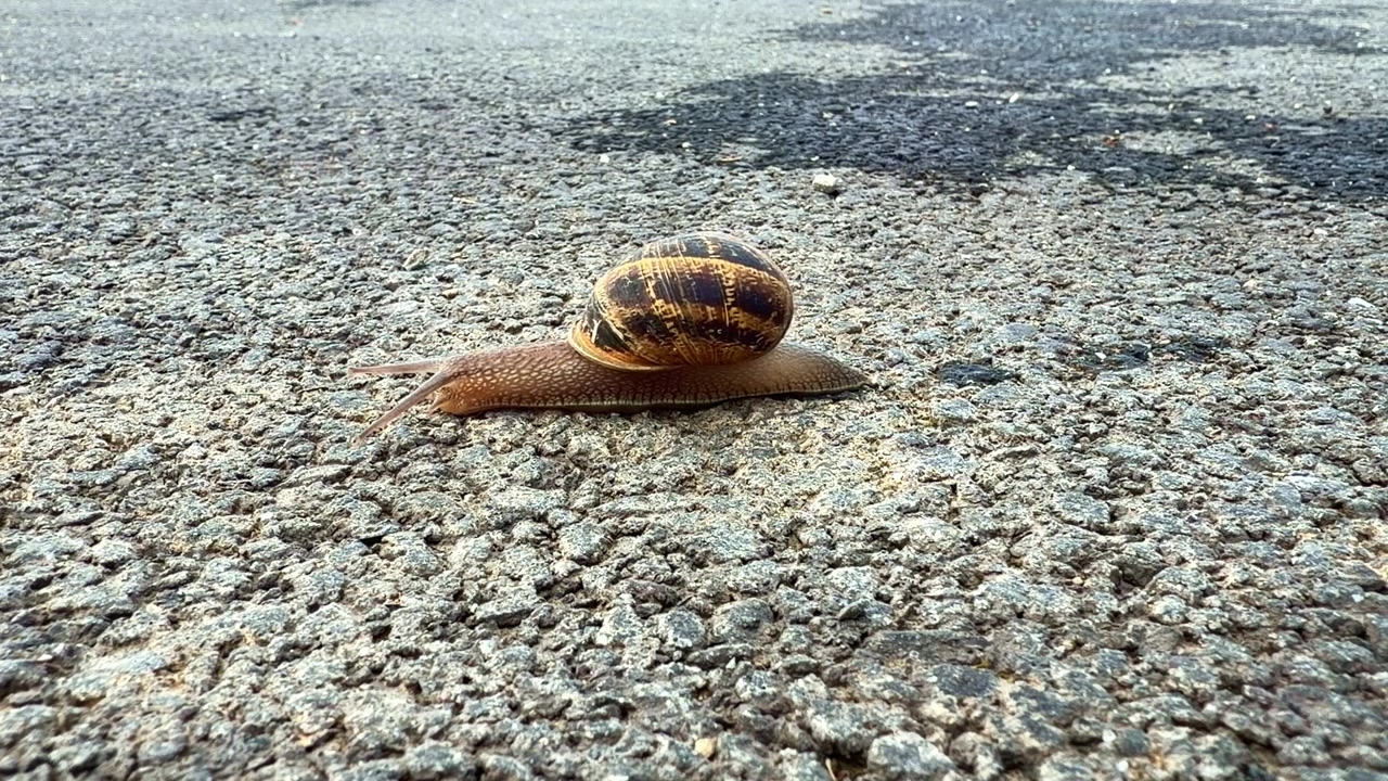 Close-up of a garden snail slowly crawling across damp concrete pavement.