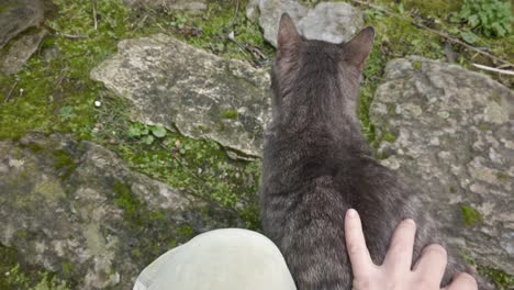 mano femenina acariciando lindo gato en terraza, cámara lenta