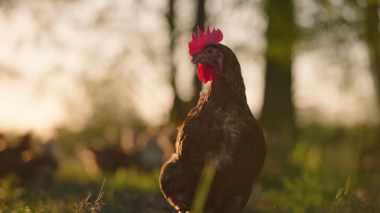 hermosa toma en cámara lenta cinematográfica de pollo de raza libre con plumas marrones y blancas teñido en tierras de cultivo abiertas al atardecer hora de oro con llamaradas solares que vienen a través de los árboles