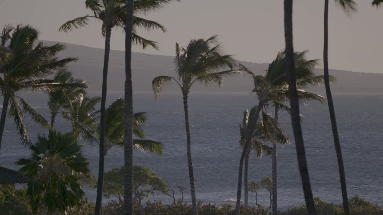 하와이 해변에서 산들바람에 흔들리는 야자수의 정적 샷, 배경에는 바다