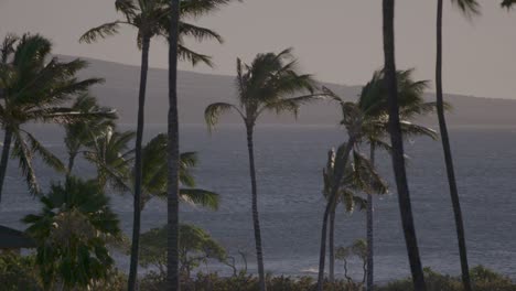 static shot of palm trees swaying in the breeze on a hawaiian beach, with the ocean in the background