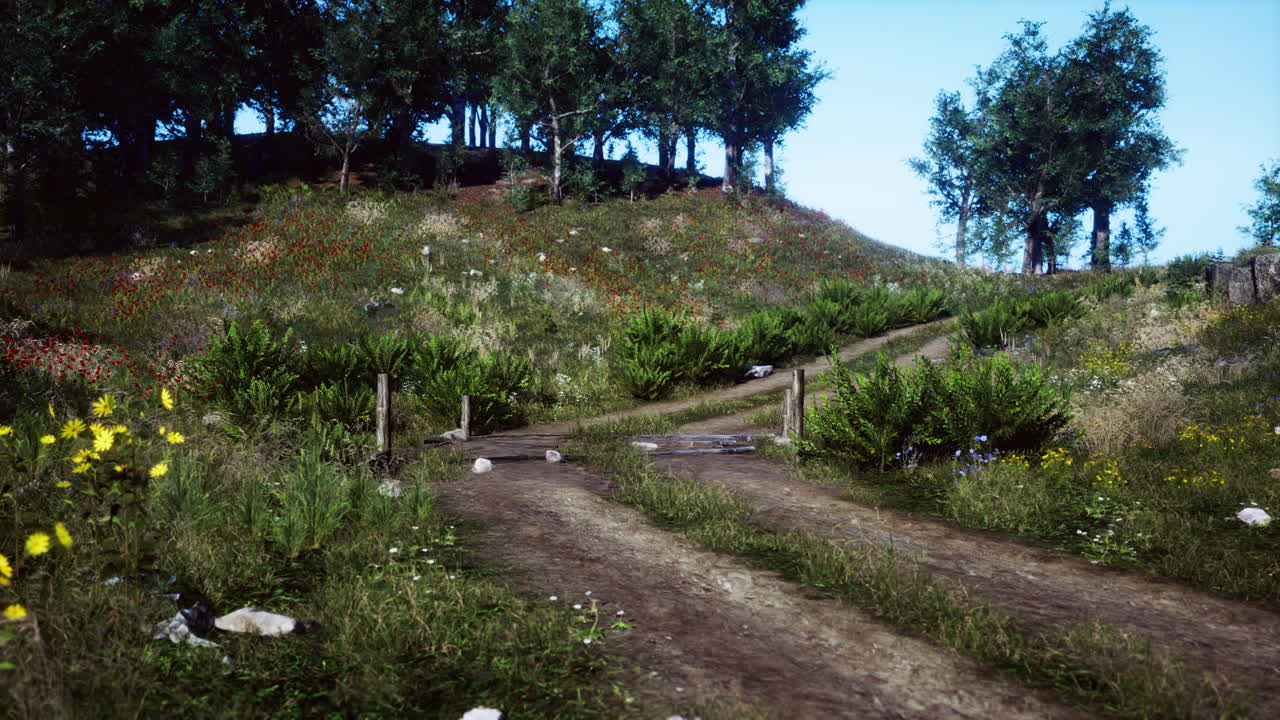 camino forestal a través de un verde bosque de verano en el norte de suecia