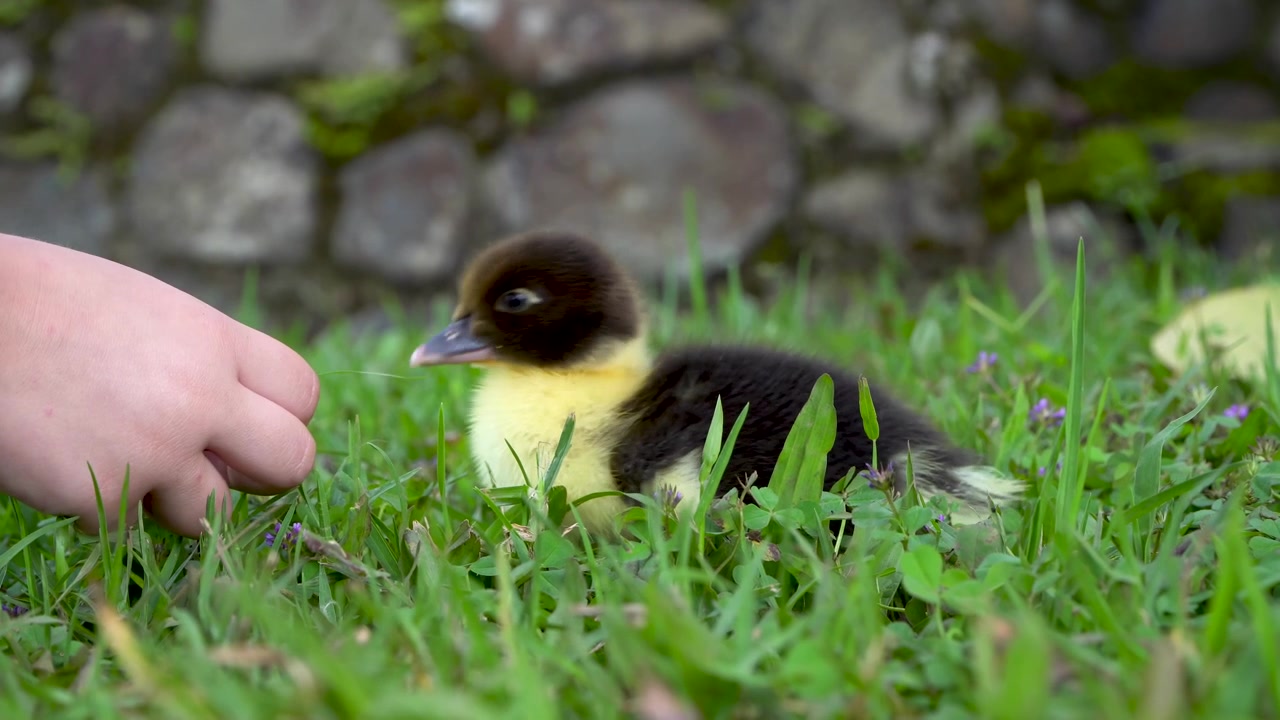 La mano de un niño alimenta a un patito con un trozo de hierba.