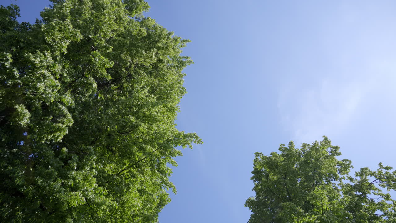 은 파란 하늘을 배경으로 나무