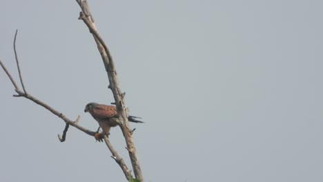 Eagle-standing-on-tree---for-hunt-